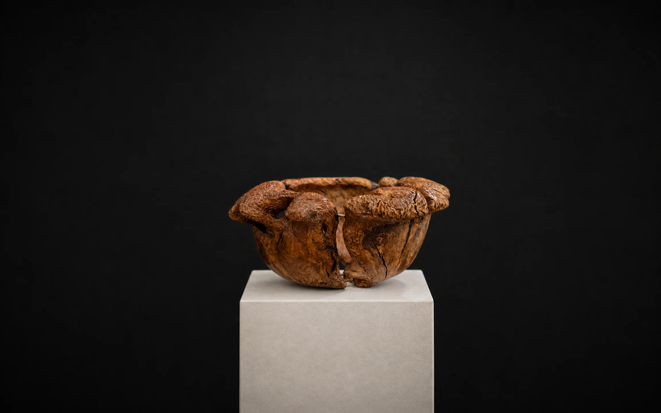Large Wild Olive Root Bowl, a one-of-one Wild Olive sculpture by Rodney Band, centred on a warm limestone plinth against a charcoal studio ground.