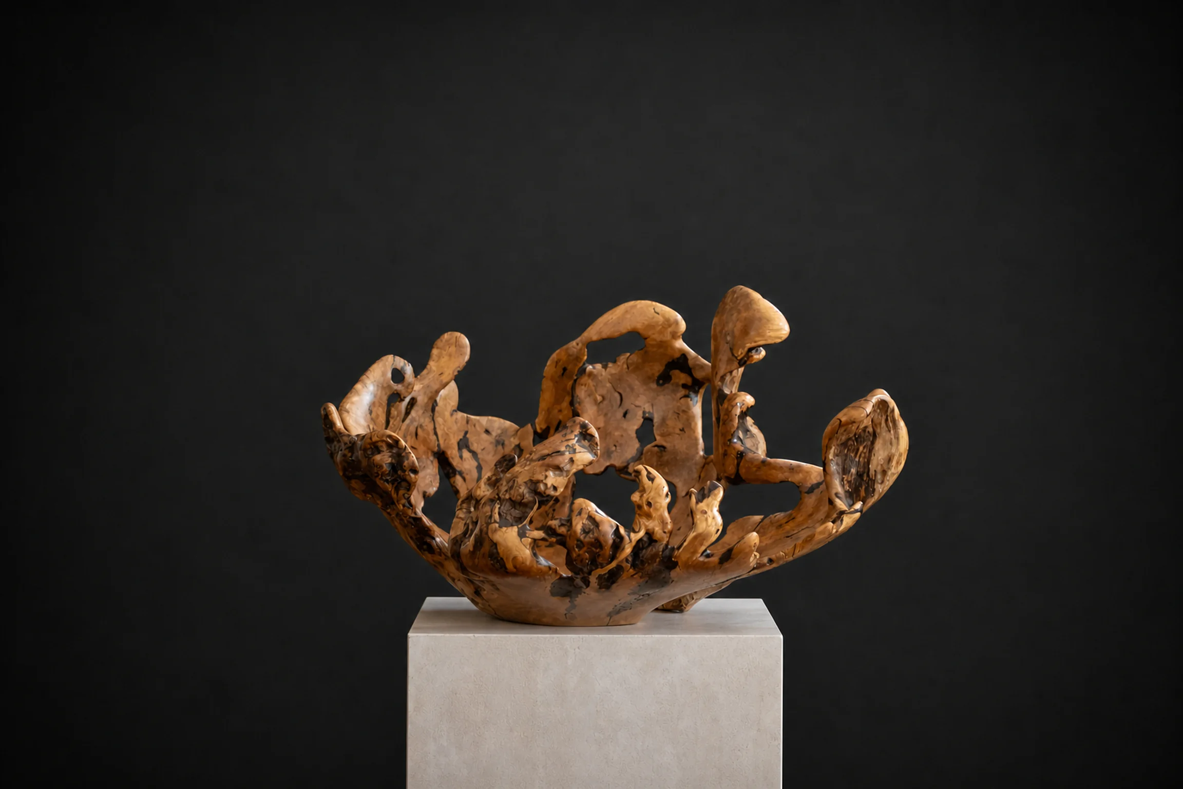 Very Large Wild Olive Root Bowl, a one-of-one Wild Olive sculpture by Rodney Band, centred on a warm limestone plinth against a charcoal studio ground.