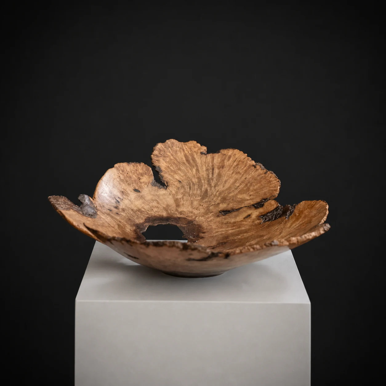 Acacia Natural-Edge Platter, a one-of-one Acacia sculpture by Rodney Band, centred on a warm limestone plinth against a charcoal studio ground.