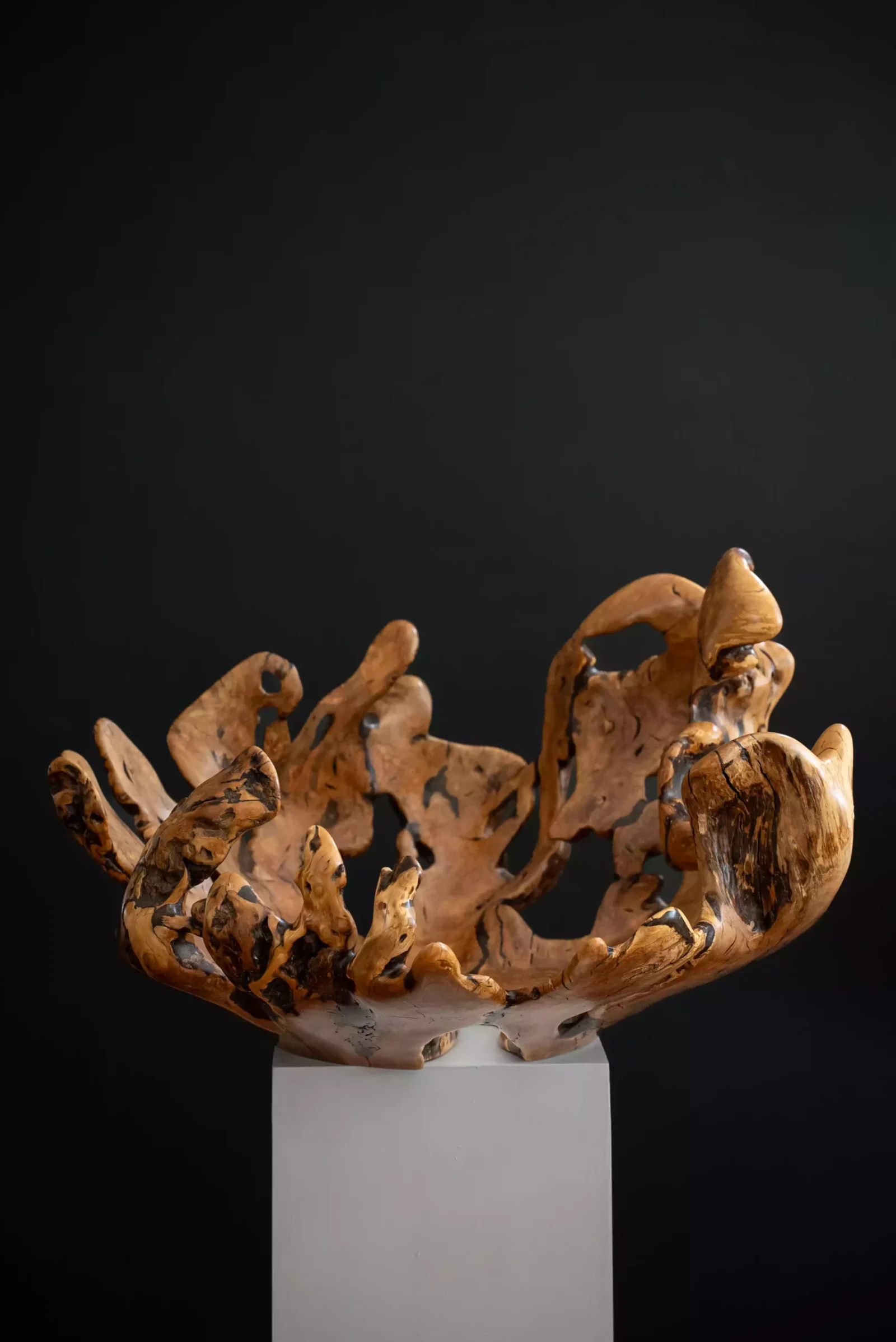 Very Large Wild Olive Root Bowl, view 2.
